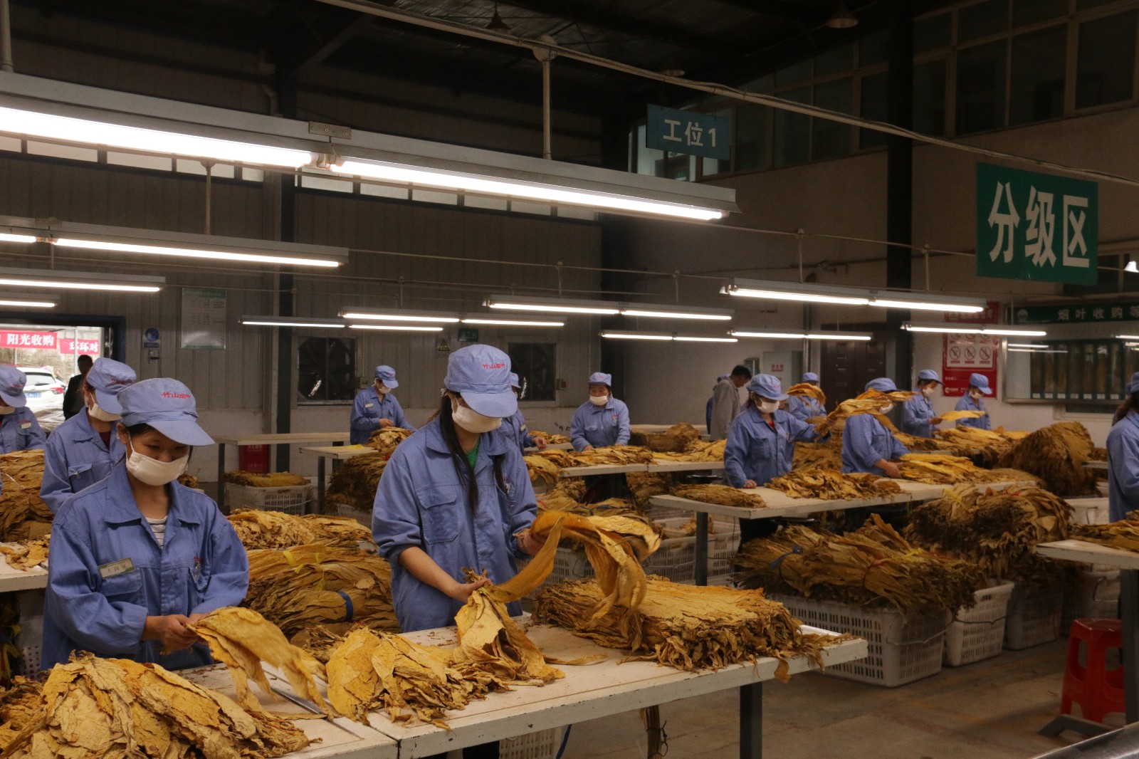 烟叶收购正当时