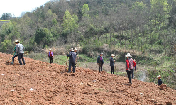 溢水镇：三月春风吹 又见“山花开”