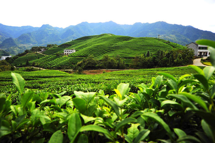 一片茶葉的文化之旅——竹山茶旅融合發(fā)展觀察