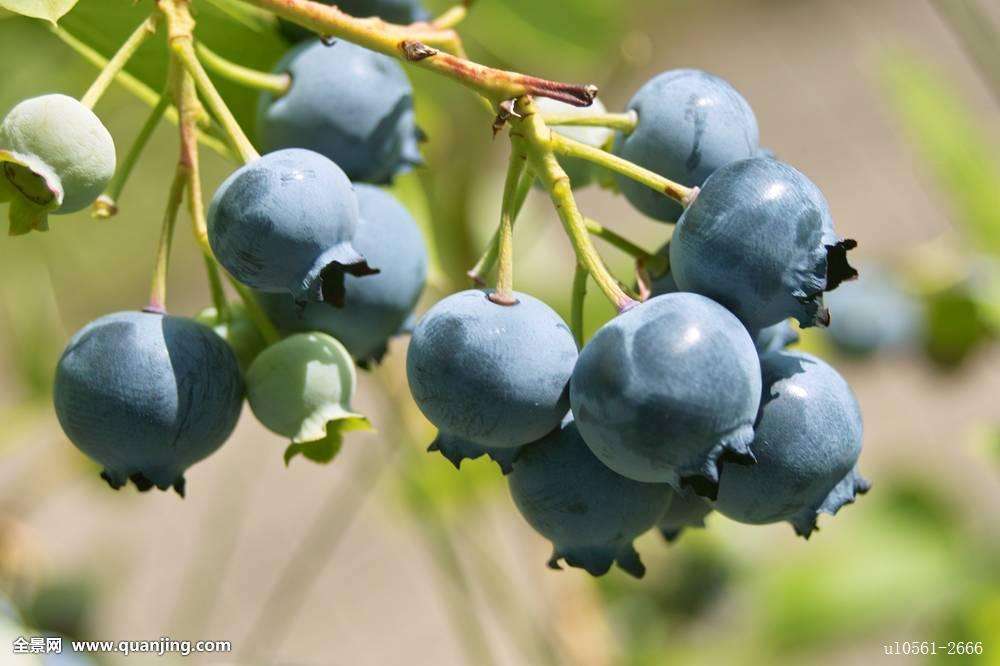 宝丰镇车家沟村蓝莓采摘园开园