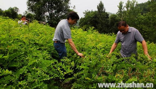 寶豐鎮(zhèn)：林業(yè)職工育苗綠化荒山