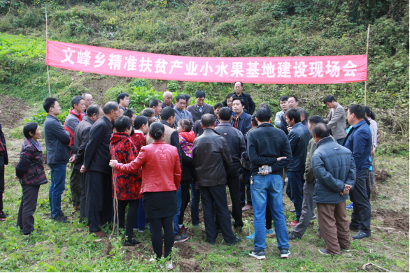 文峰乡：发展甜柿促脱贫