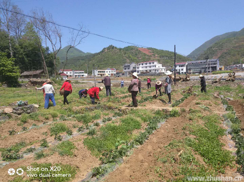 得胜镇：茶园套种促增收