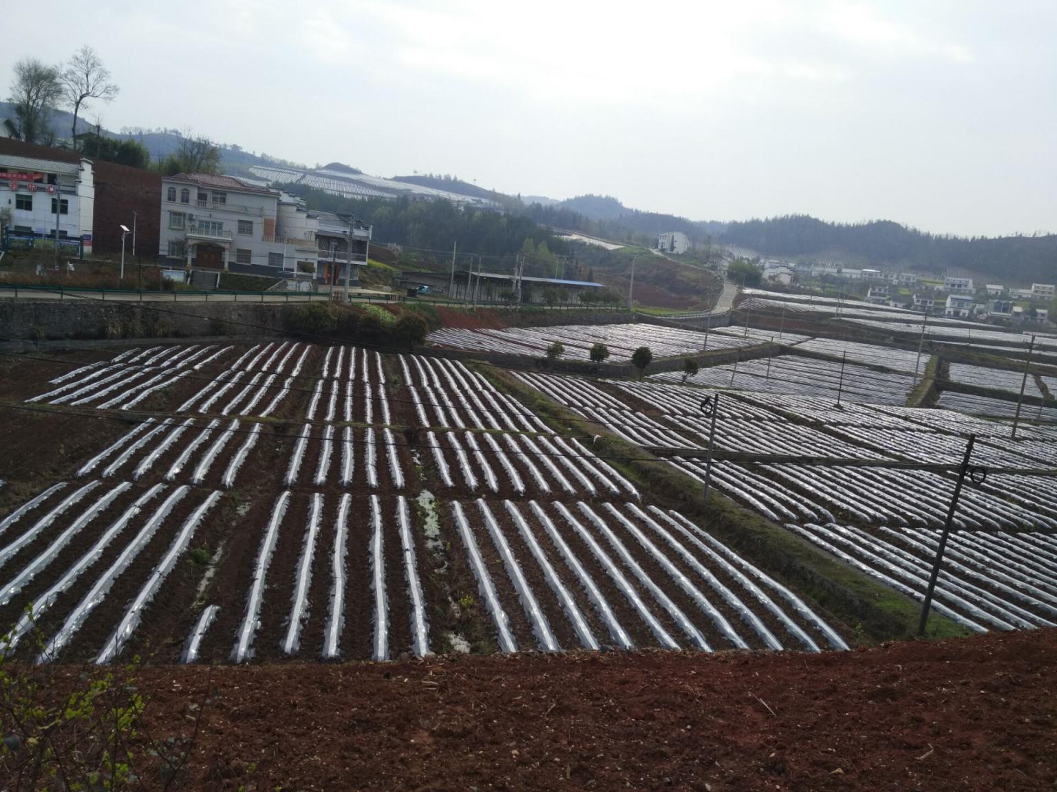 擂鼓镇:“三增三早”实现烟叶高标准种植