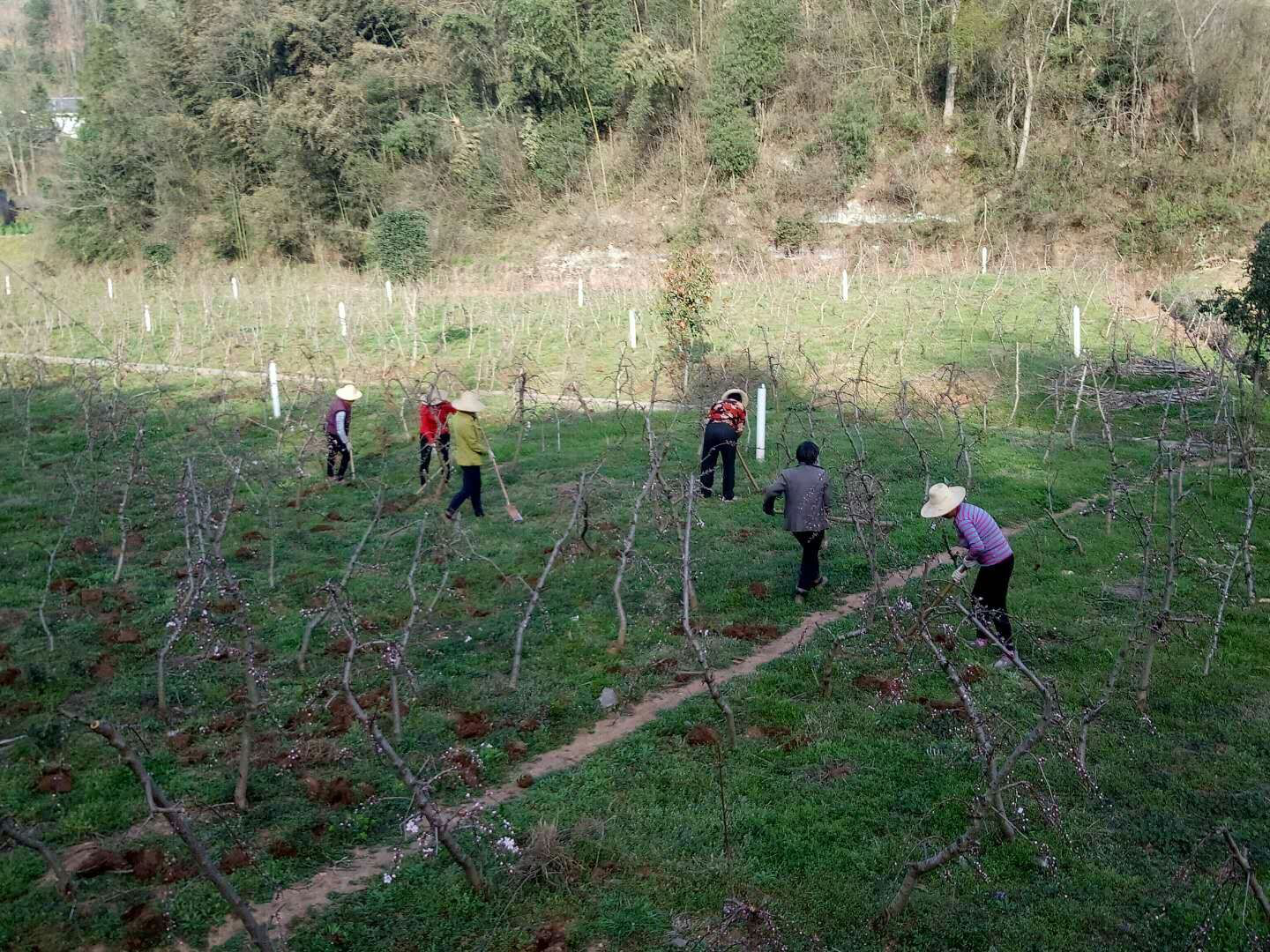 秦古大溪村：成立合作社 种桃奔小康