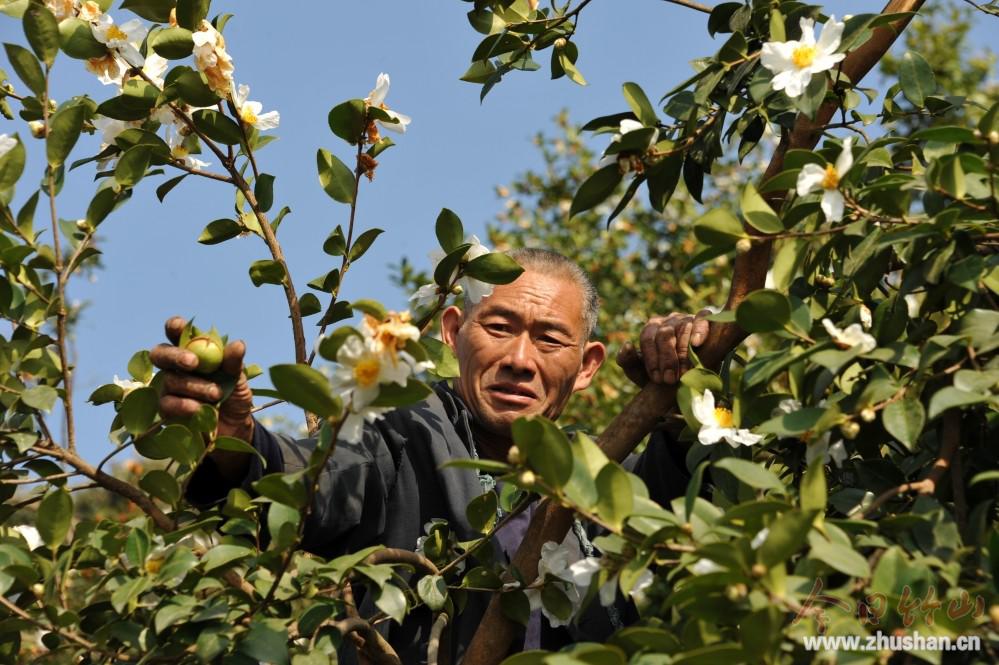 溢水镇：油茶飘香溢山间