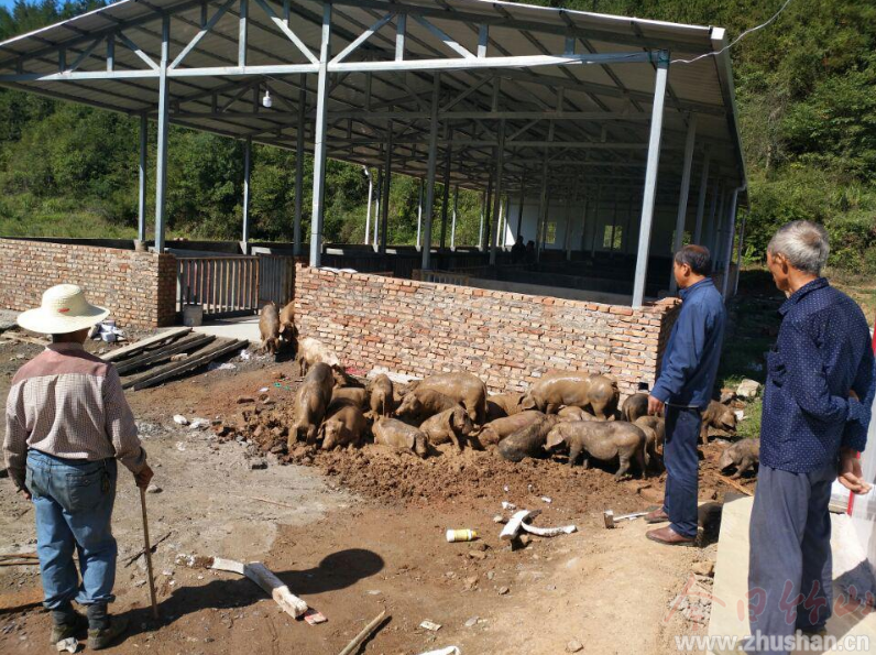 得胜镇：猪仔引领致富梦