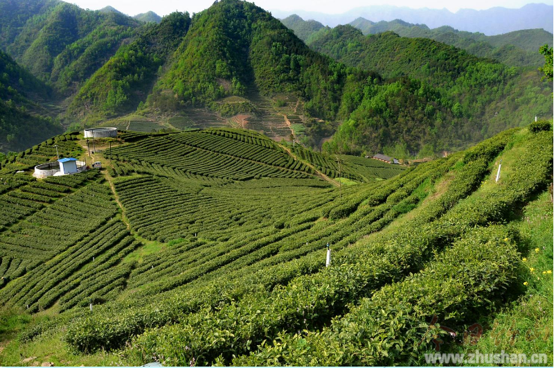 得胜镇：茶园筑梦 铿锵脱贫