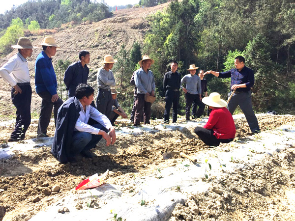 麻家渡镇：茶园管护“四到位”