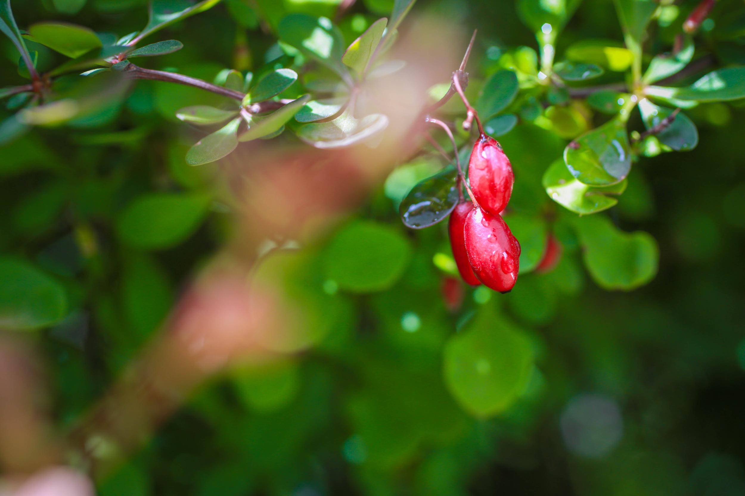 今日小滿(mǎn)十堰已入夏 未來(lái)3天天氣轉(zhuǎn)好氣溫漸升