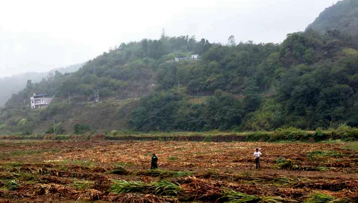 竹坪乡:秸秆还田再利用 全力推进禁烧工作