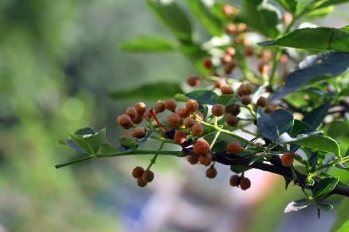 楼台乡：百亩花椒林 致富更多“娇”