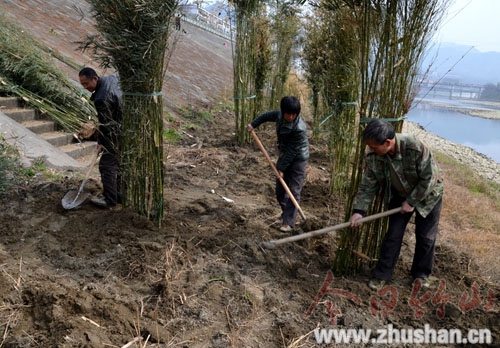 巩固堤坝防止河岸冲刷 河堤窝竹林悄然栽植中
