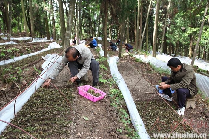 “藥王”金線蓮在九華山林下“生金”