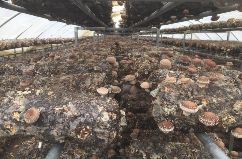 得胜镇：“小香菇”撑起“脱贫梦”