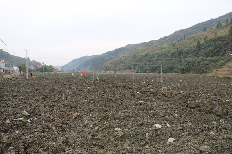 竹坪乡：做强茶产业 夯实致富路