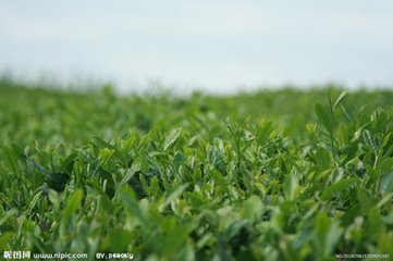 縣政府常務會議研究上庸茶城等重點項目