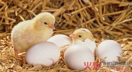 溢水镇：请来金凤凰 孵化致富蛋