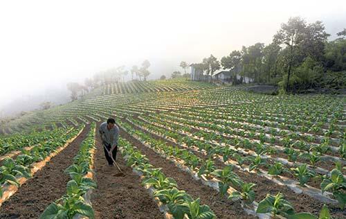楼台乡遭遇暴雨袭击　农技人员指导施救