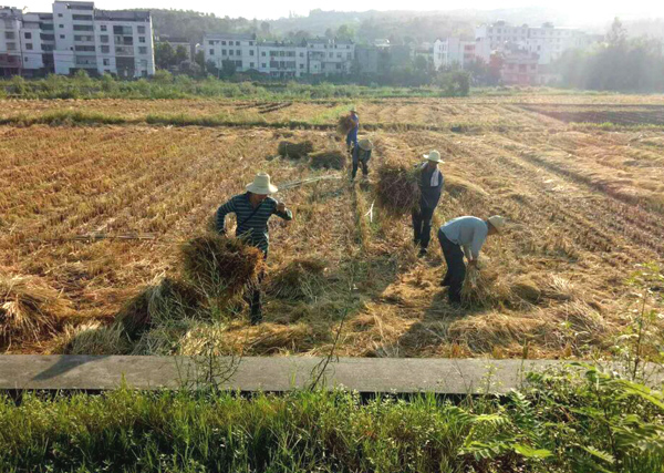 麻家渡镇：严防严查秸秆焚烧打赢蓝天保卫战