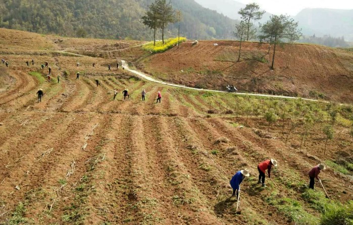 秦古镇严把“四关”做好春季茶园管护