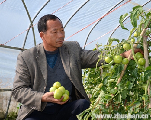上庸镇：秋延迟栽培蔬菜上市 质优价廉俏销市场