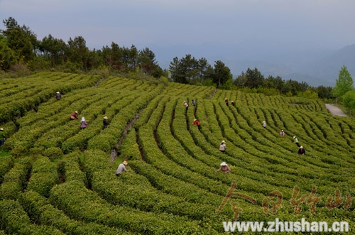 竹山规模企业访谈5湖北圣水茶场有限责任公司