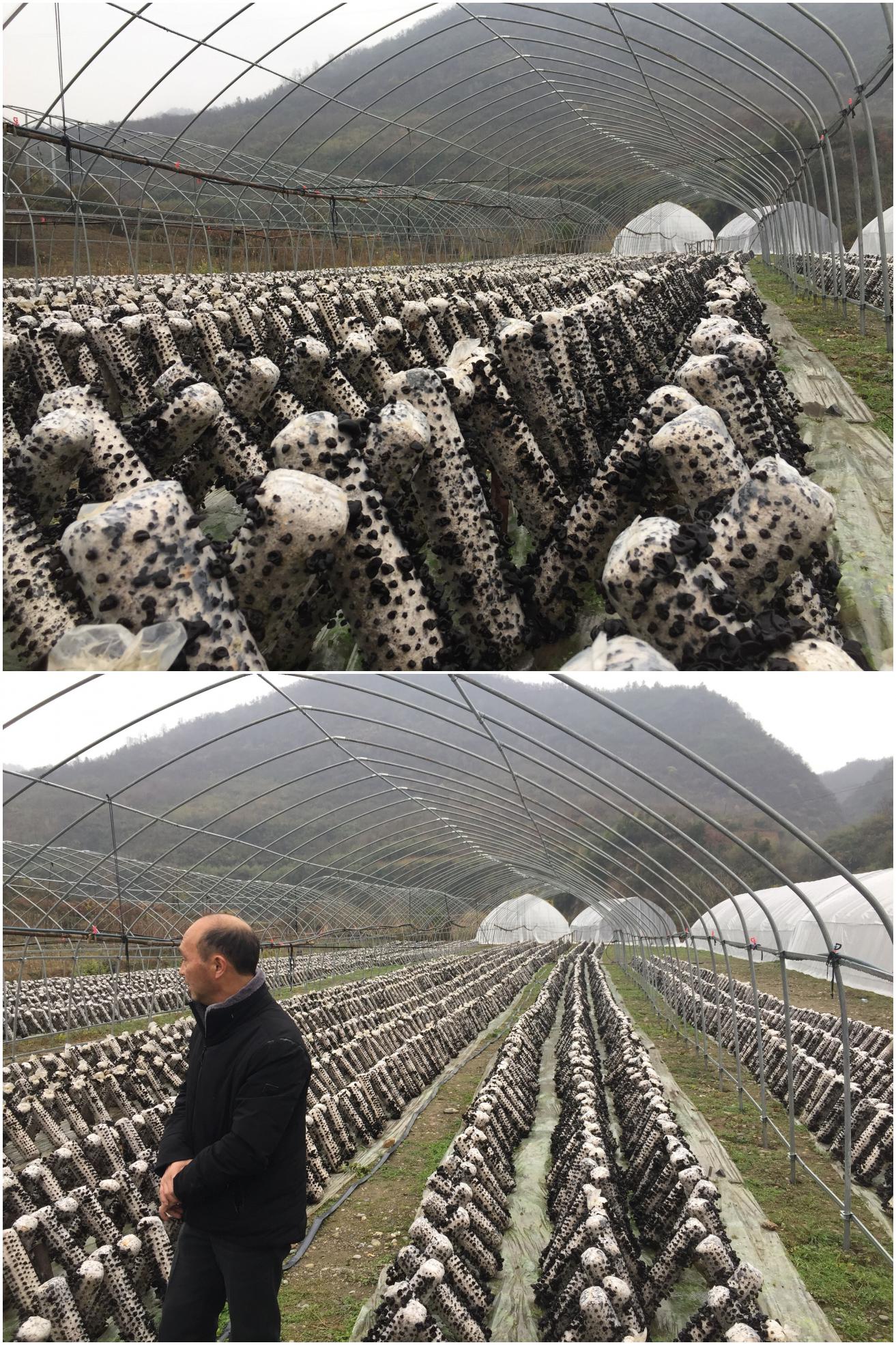 深河乡：老产业 新发展 黑木耳开出脱贫致富花