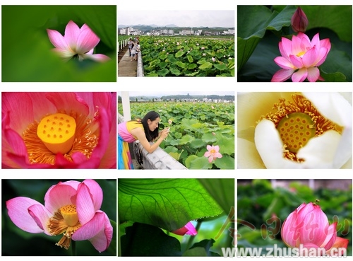 千亩荷花醉游人