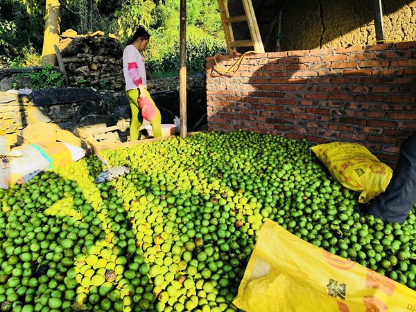 麻家渡镇：核桃喜丰收