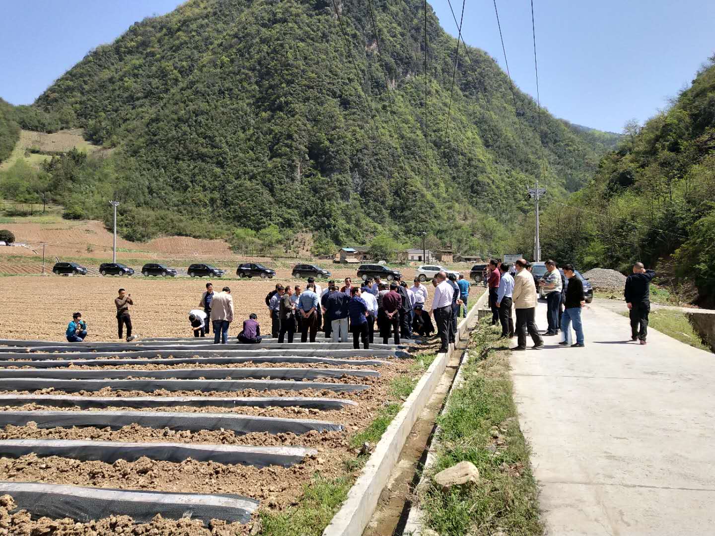 官渡镇：召开全市烟叶幼苗移栽现场会