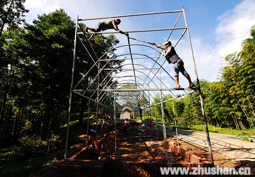 福建金线莲将落户竹山九华山林场