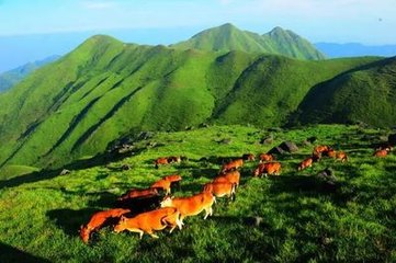 閩西武平：好生態(tài)育出環(huán)梁野山“五朵金花”