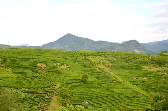 秦古镇掀起春季茶园管护热潮