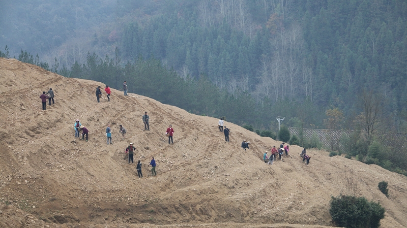 竹坪乡：致富茶叶种植忙