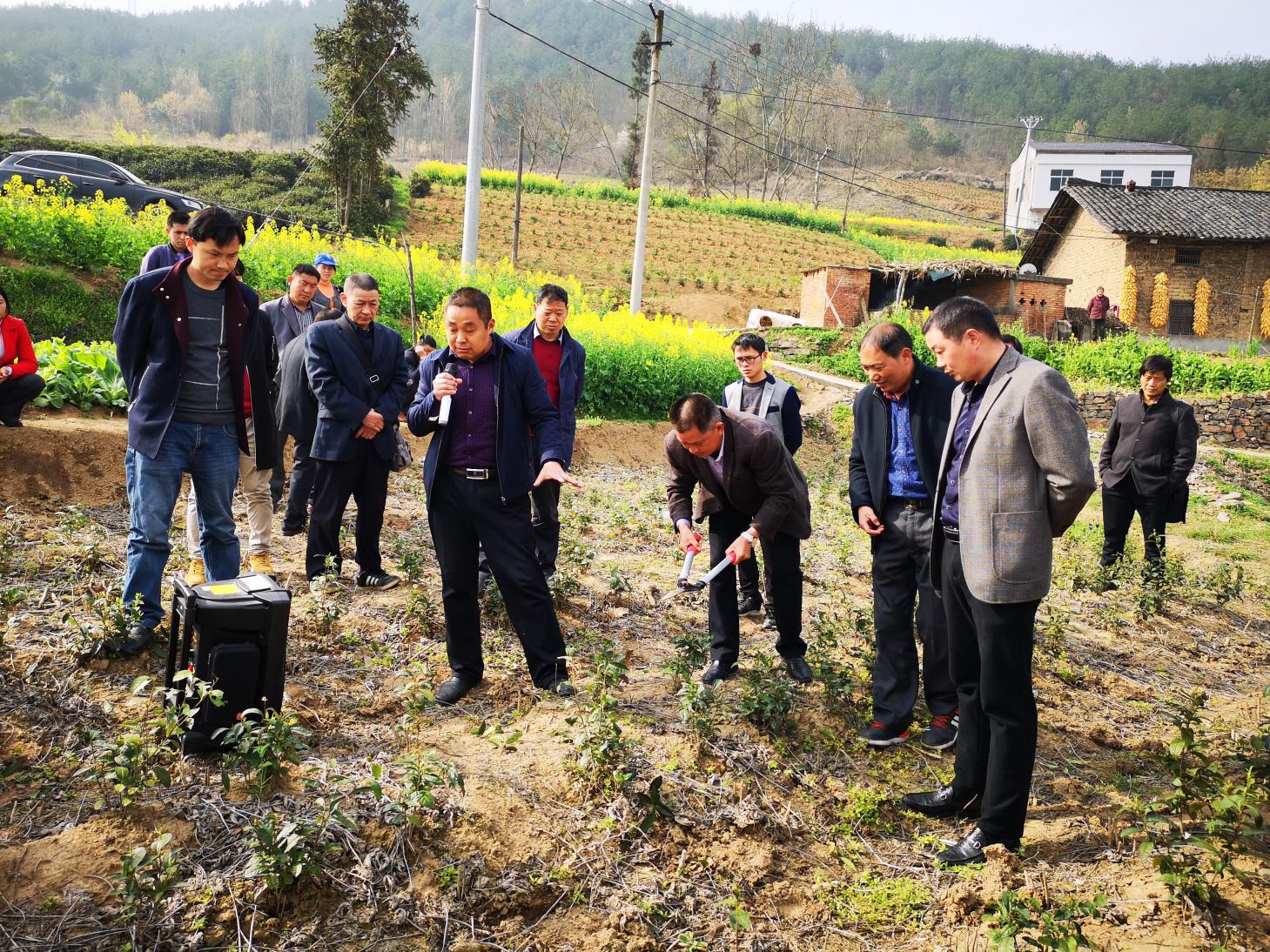擂鼓镇系统化推进春季茶园管护