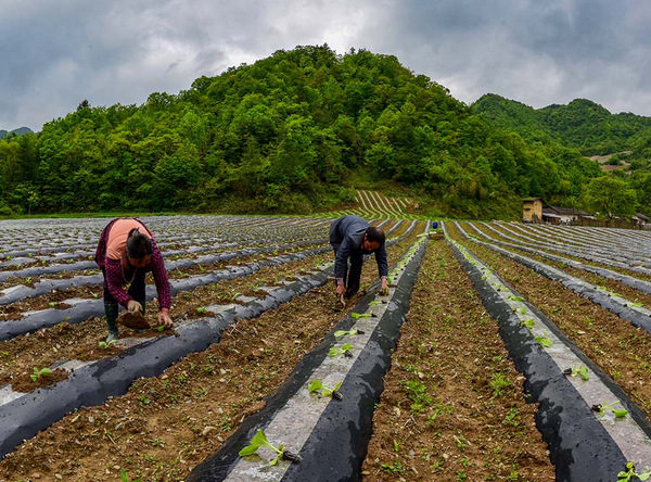 柳林乡烟农抢墒移栽烟苗