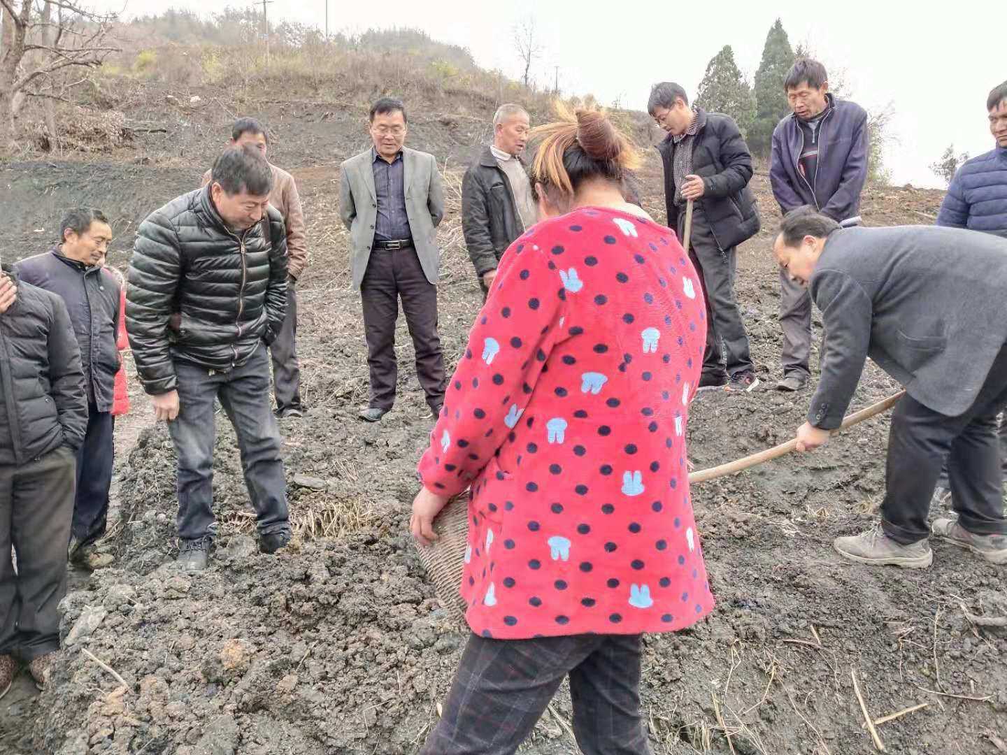 楼台乡干群齐上阵推进茶种点播工作