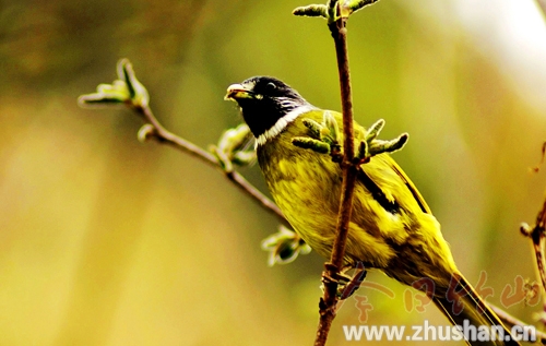 鸟儿，我们亲密的朋友