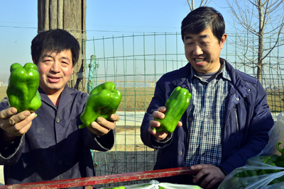 【了不起的奋斗者】“蔬菜书记”用大棚“种”出幸福村