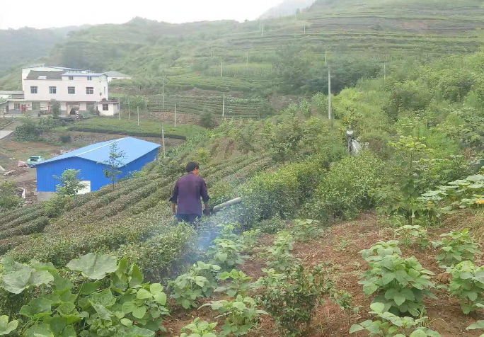 得胜镇：多措并举做好茶园管护