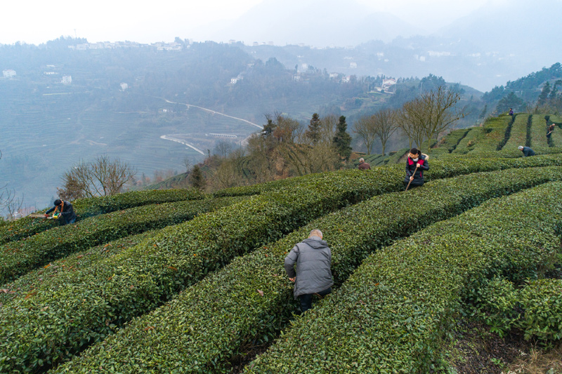 文峰乡：交叉检查验收茶园