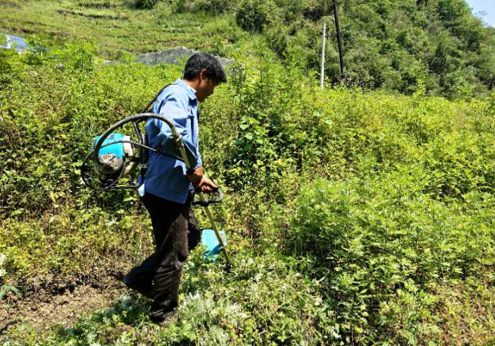 大庙乡：茶园管护出实招
