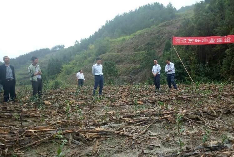 秦古镇茶园建管再发力