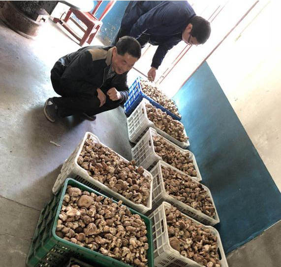 得胜镇春菇长势喜人