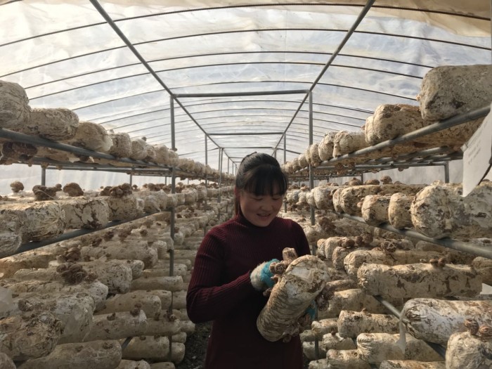 竹坪乡：产业全覆盖   脱贫有奔头