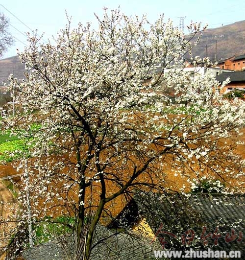 樱桃花开报春来