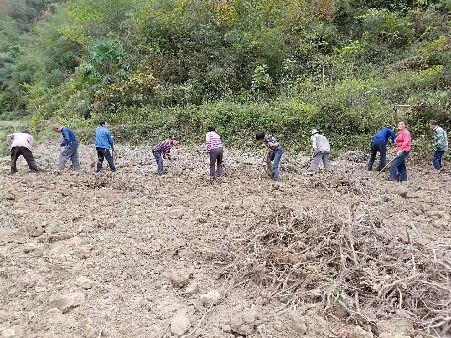 文峰乡：“虎杖”开启致富路