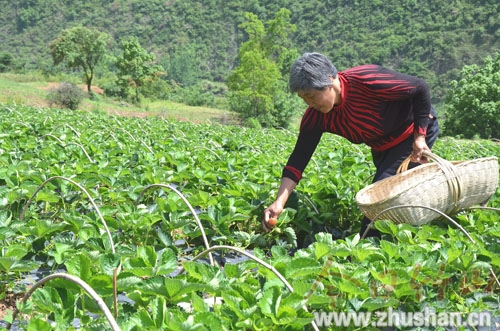 特色蔬菜鼓起虎山人錢袋子