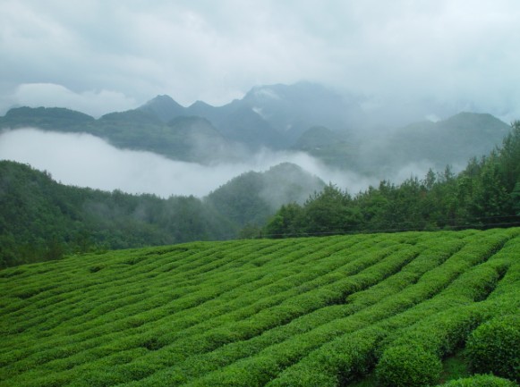 有奖征集友花茶广告语评选揭晓 